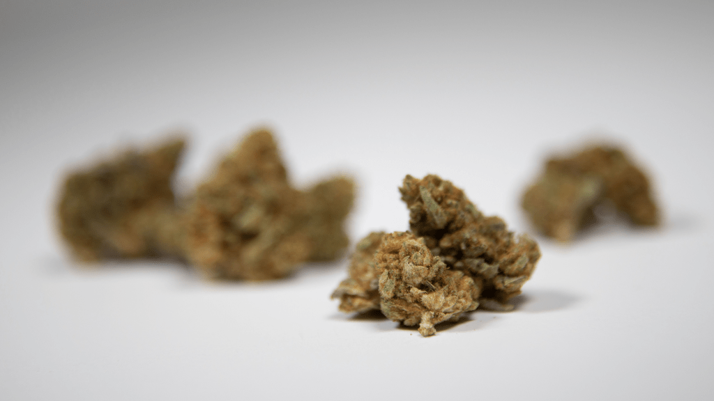 Exploring Gushers Runtz: A Flavorful and Balanced Cannabis Strain