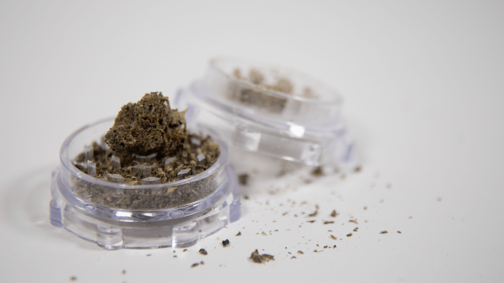 Exploring Golden Malawi: A Legendary Sativa Cannabis Strain